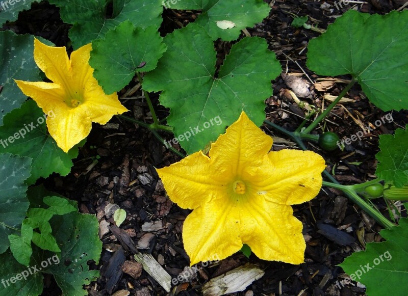 Creeper Melon Flowers Flower Garden