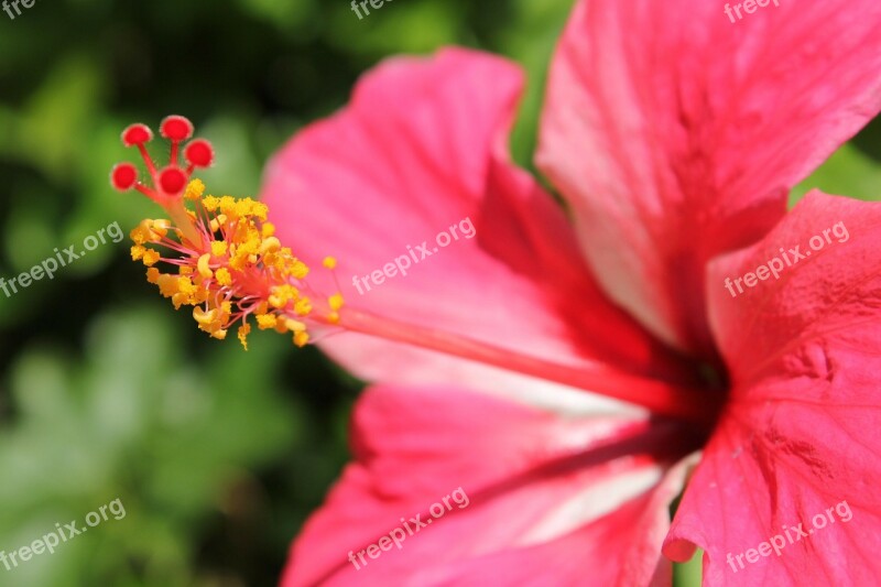 Red Gumamela Flower Flower Background Red Flower Pollen