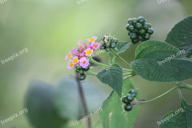 Pink Flowers Flowers Leaves Petals Tiny Flowers