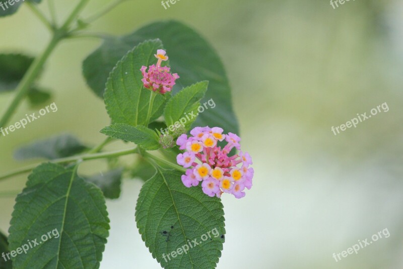 Pink Flowers Flowers Leaves Petals Tiny Flowers