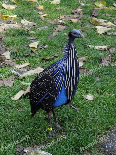 Bird Steppe Plains Wild Chicken Africa