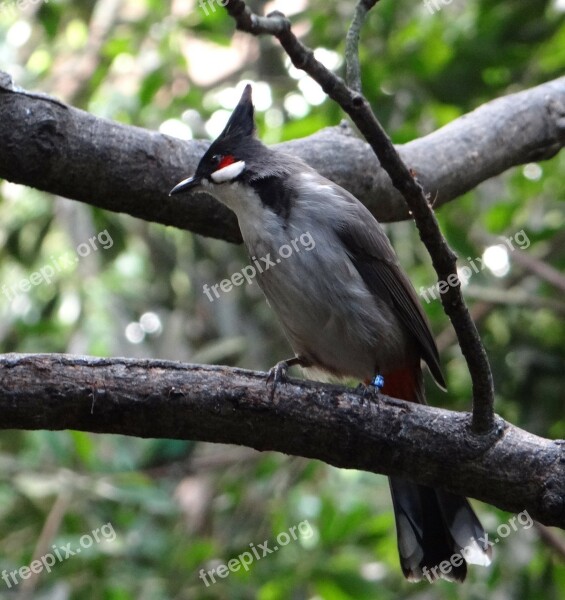 Bird Trees Bushes Synanthropic Asia