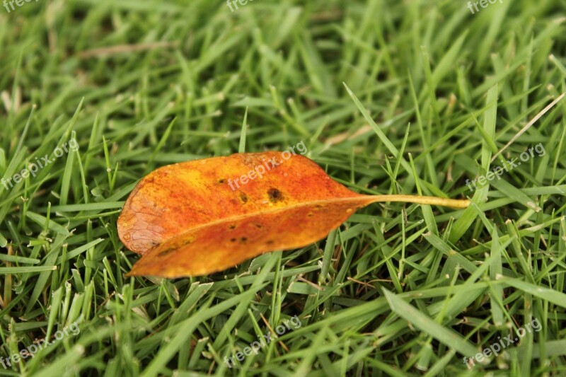 Orange Leaf One Leaf Autumn Fall Grass