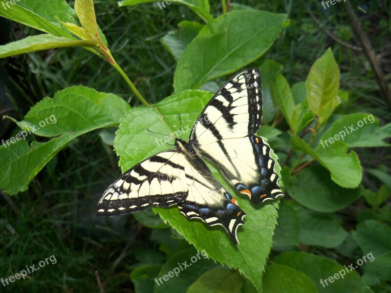 Butterfly Butterflies Insects Bugs Leaves