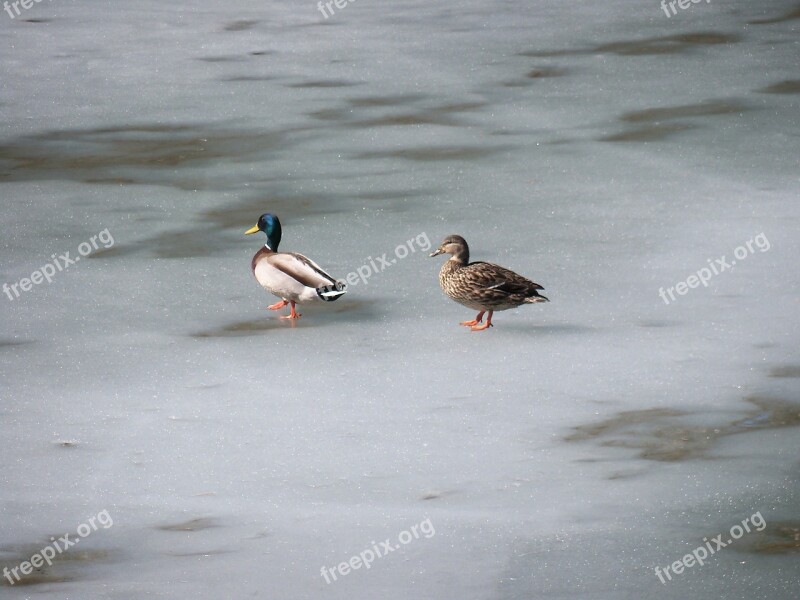 Duck Ducks Wildlife Animal Animals