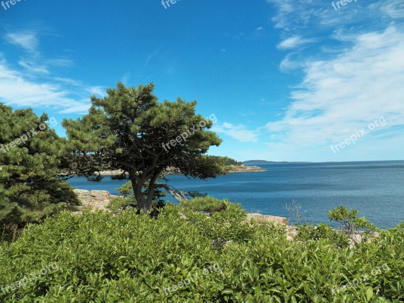 Ocean Sea Water Tree Trees