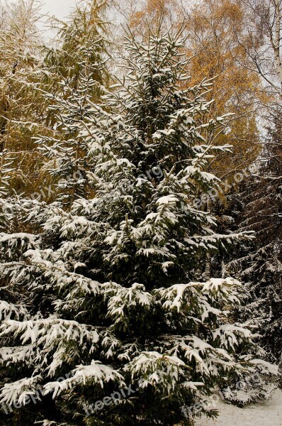 Snow Tree Christmas Branches Branch