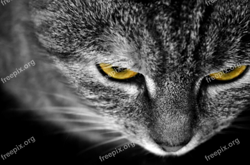 Cat Animals Macro Detail Eye