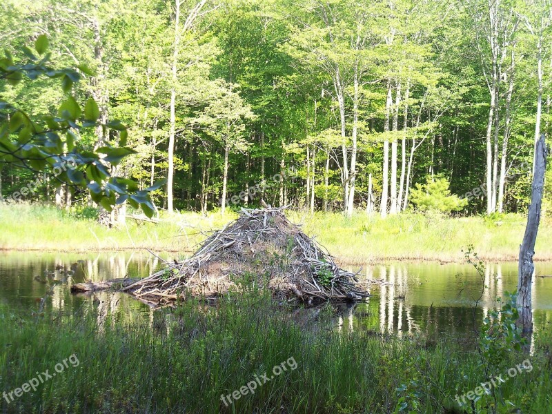 Beaver Beavers Beaver Lodge Beaver Home Hut