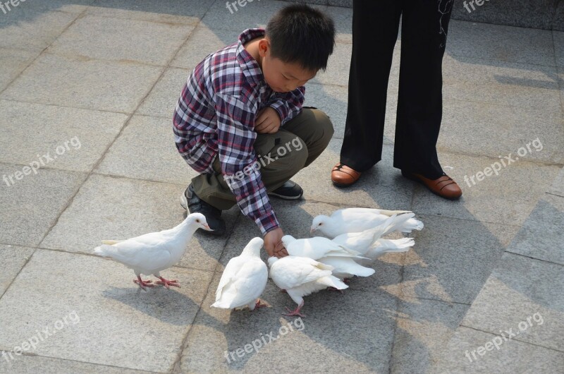 Boy Pigeons Bird Feed Feeding