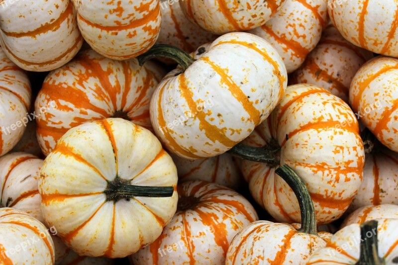 White Orange Pumpkin Gourd Patch