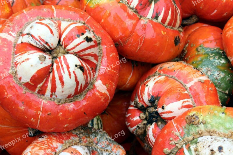 Orange Pumpkins Fall Autumn Gourds