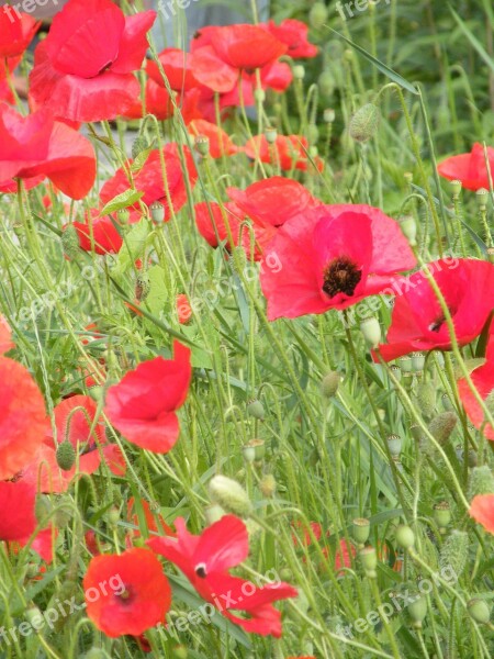 Summer Poppy Red Pointed Flower Free Photos