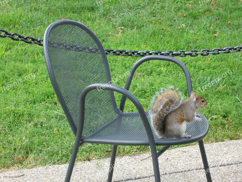 Washington Park Squirrel Chair Free Photos