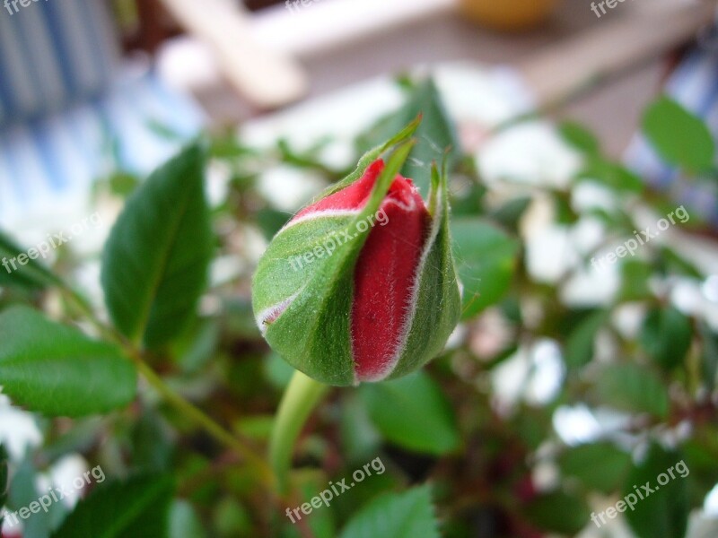 Rose Red Flower Buds Green Free Photos