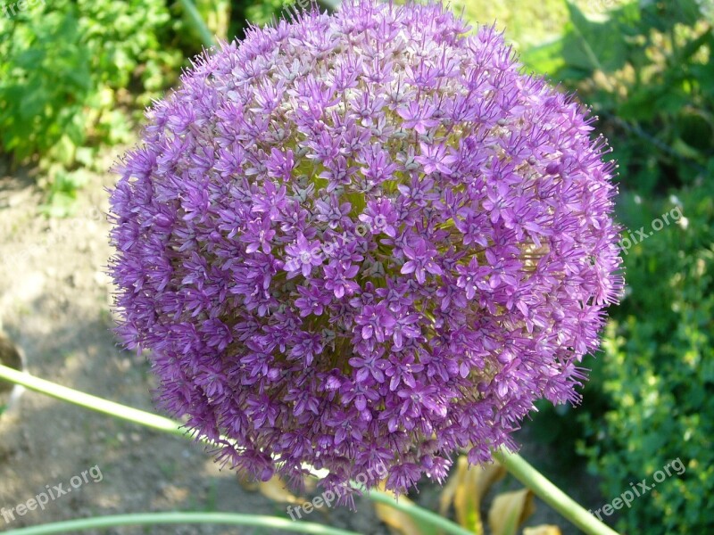 Garden Flower Purple Onion Free Photos