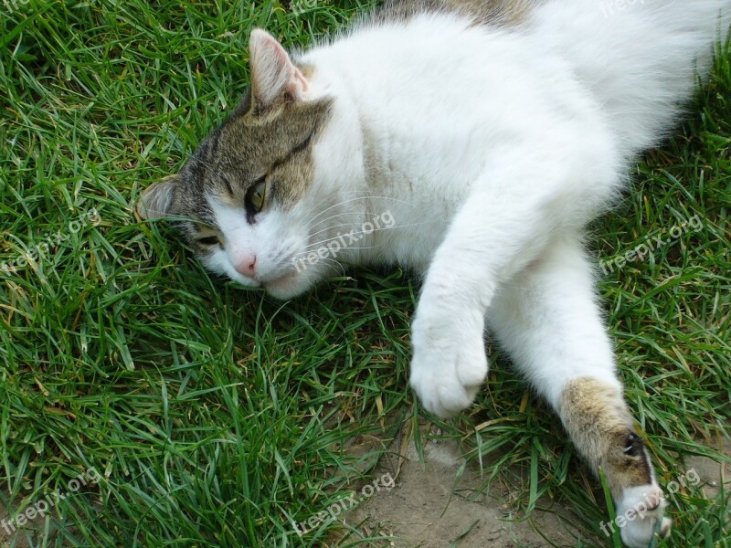 Cat Relax Grass Free Photos