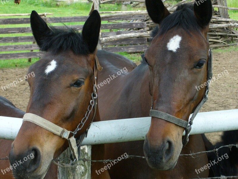 Horse Horses Animal Brown Free Photos