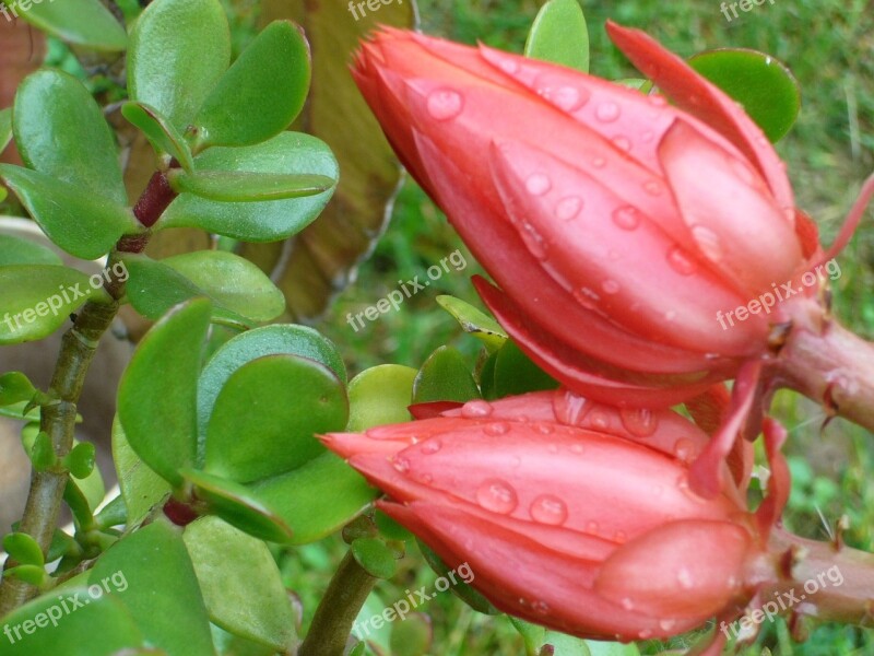 Red Flower Garden Rain Just Add Water