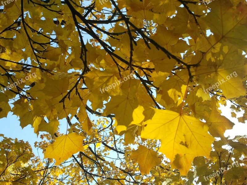 Maple Light Autumn Tree Nature