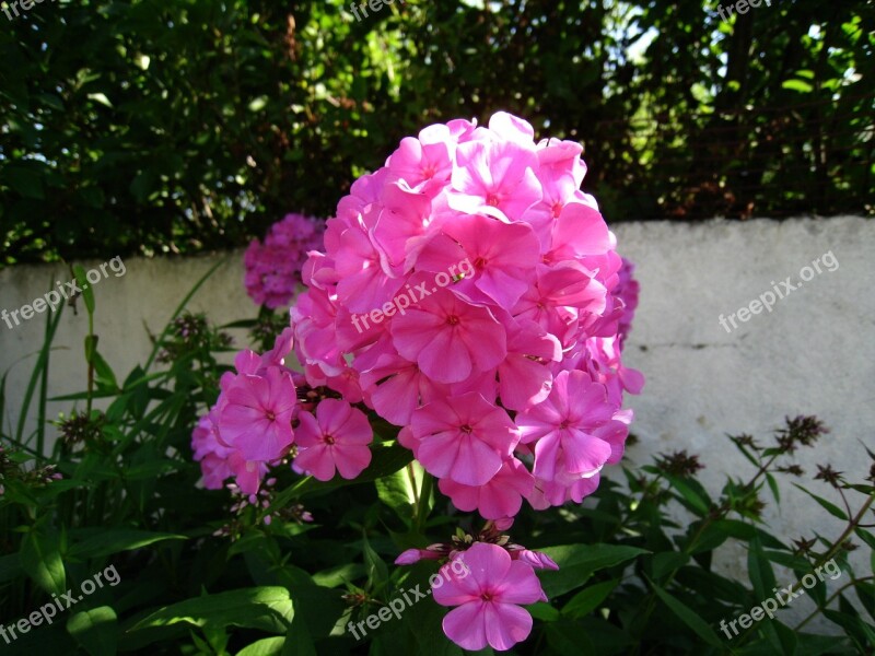 Flowers Pink Color Summer Sunshine