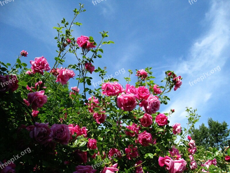 Roses Pink Sky Blue Blue Shrubs