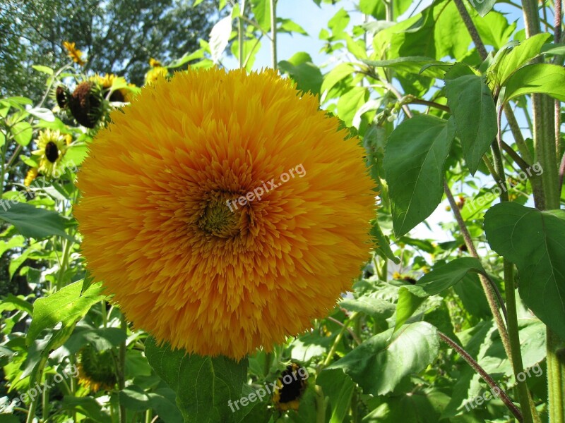 Sunflower Teddybear Yellow Summer Green