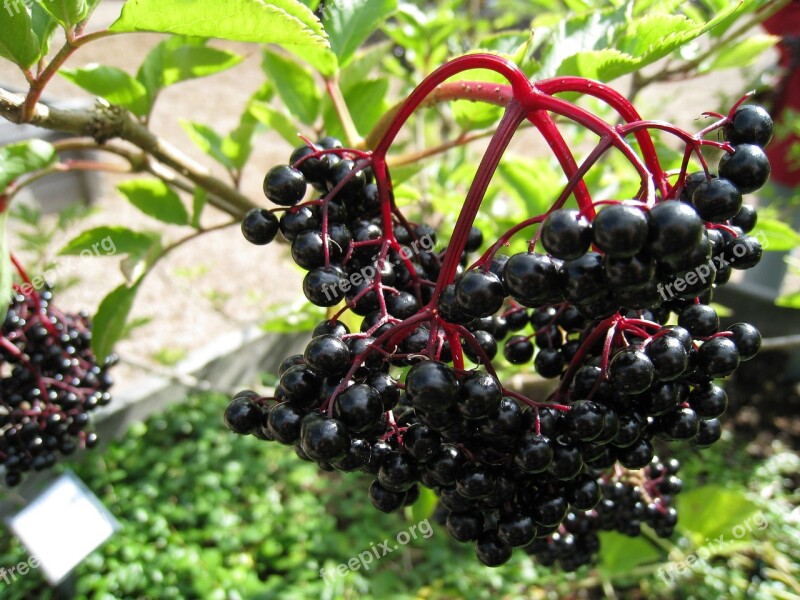 Berry Fruit Plant Summer Black