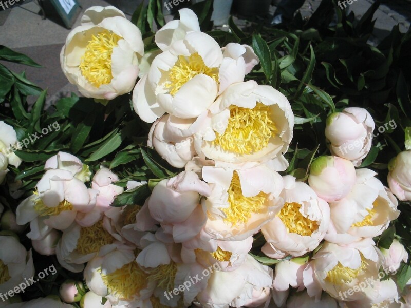 Flowers White Yellow Cut Flower Summer