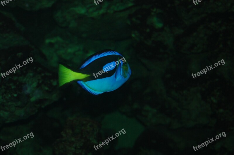 Fish Neon Blue Aquarium Free Photos