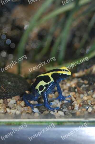 Frog Blue Yellow Toxic Free Photos