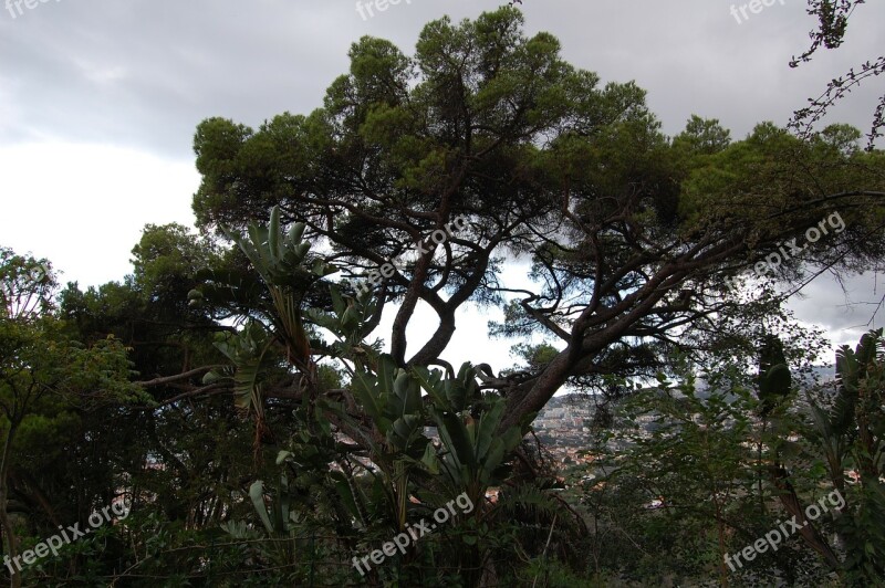 Madeira Funchal Botanical Garden Free Photos