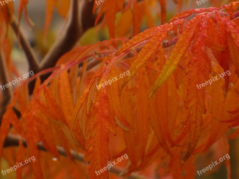 Autumn Leaves Wood Beech Wood Mood