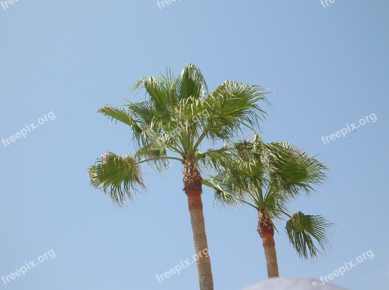 Palma Palm Trees Palm Foliage Papyrus As