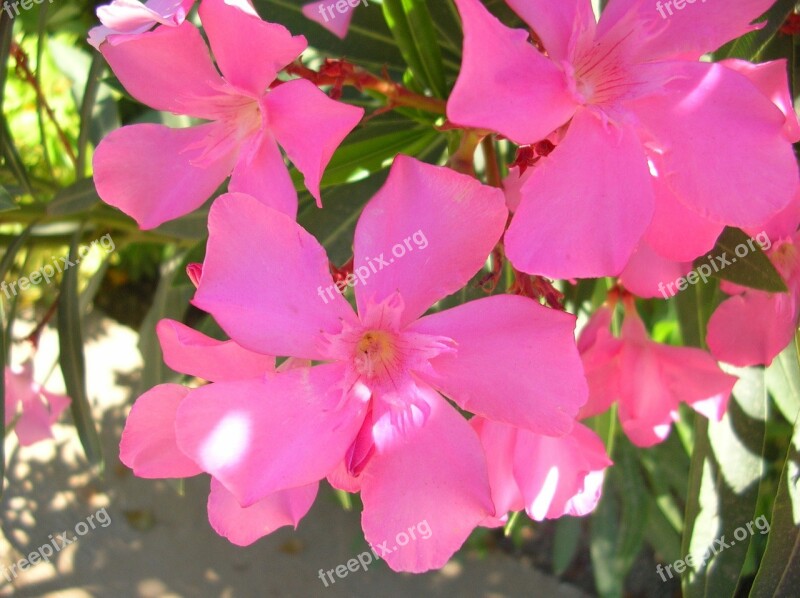 Flower Garden Flowers Pink Oleander