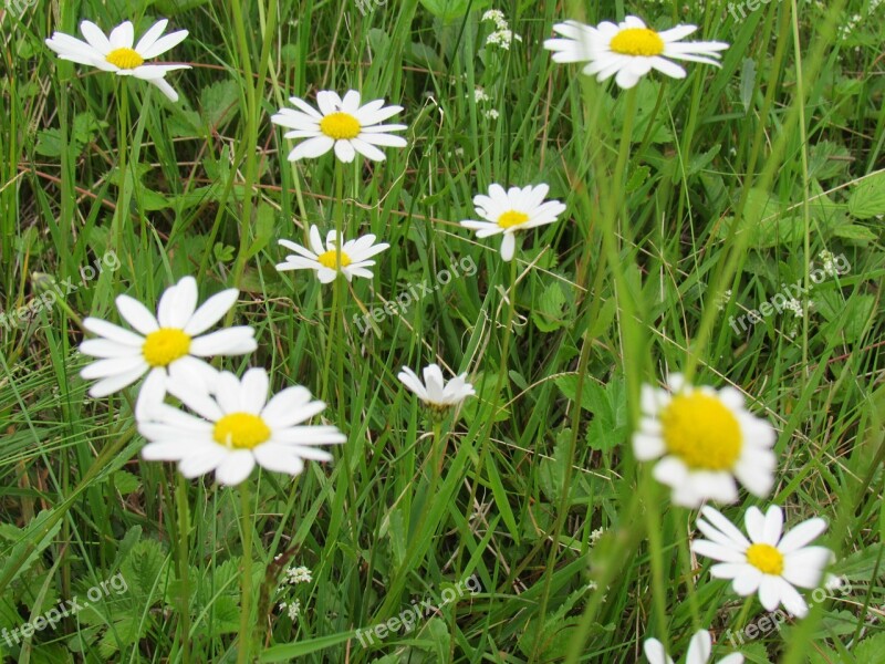 Chamomile Grass Genuine Chamomile Wild Flowers Summer