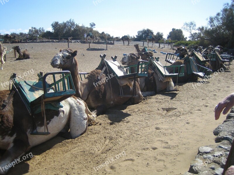 Gran Canaria Camels Camel Nature Animal