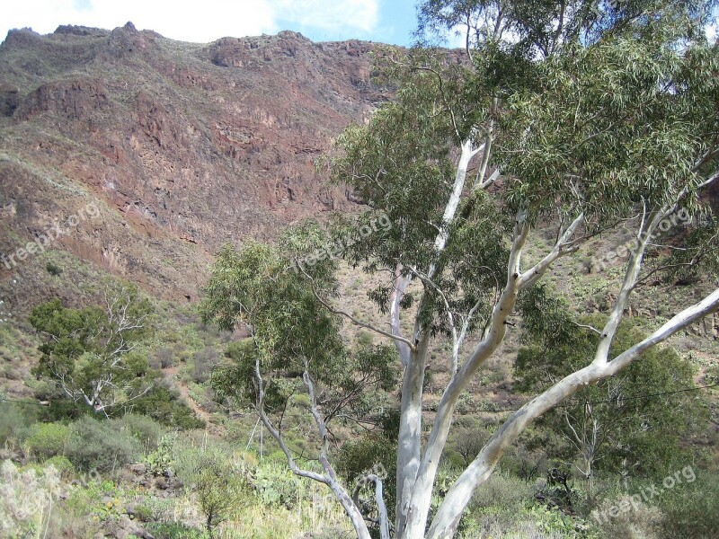 Gran Canaria Desert Tree Earth Free Photos