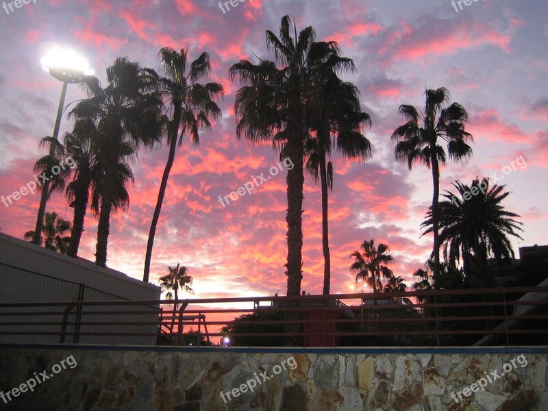 Palm Trees Palm Tree Sky Sunset