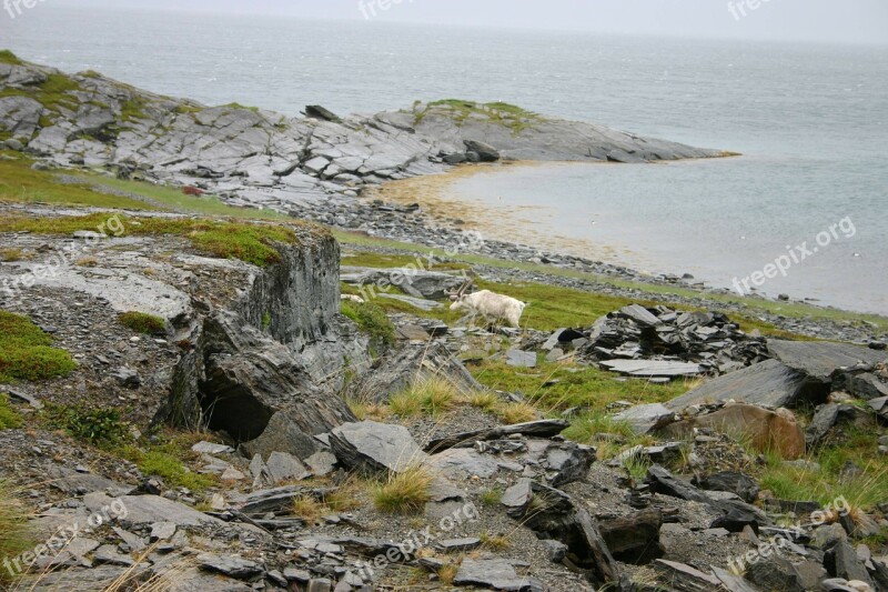 Norway Nature Reindeer Rocks North Of Norway