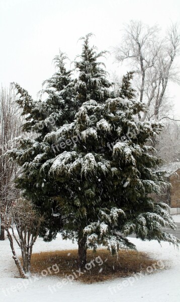 Snow Cedar Tree Winter Cold