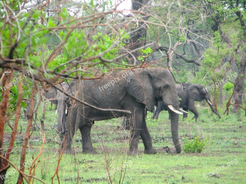 Malawi Africa Landscape Elephants Wildlife