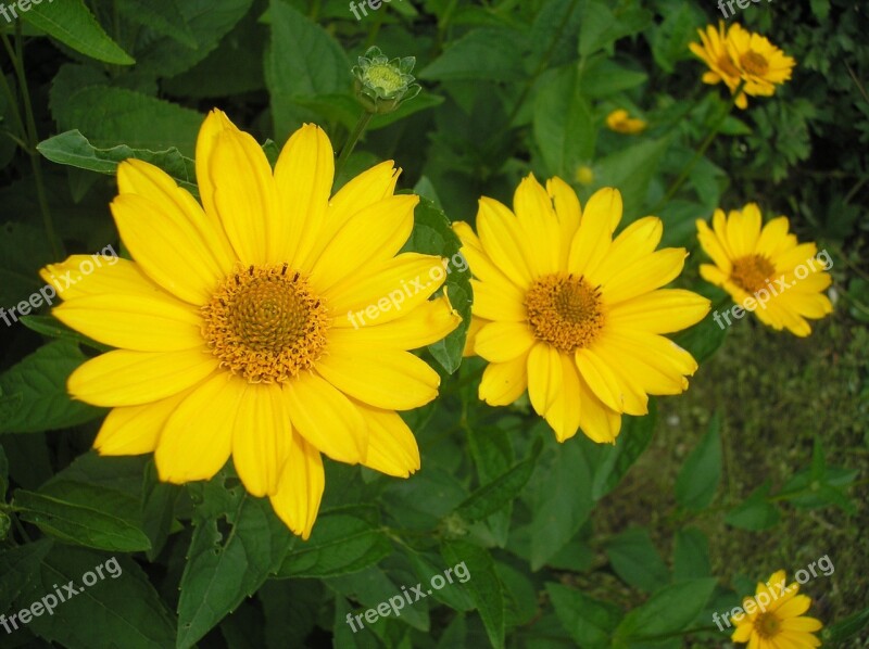 Flower Blooms At Yellow Free Photos