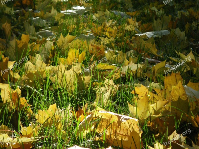 Leaves Autumn Colorful Colored Free Photos