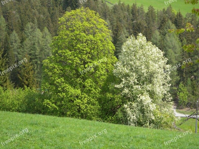 Tree Trees Nature Coloring Farbenspiel