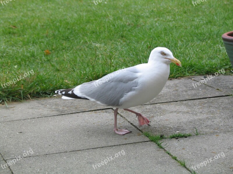 Sea Herring Gull Nature Birds Free Photos