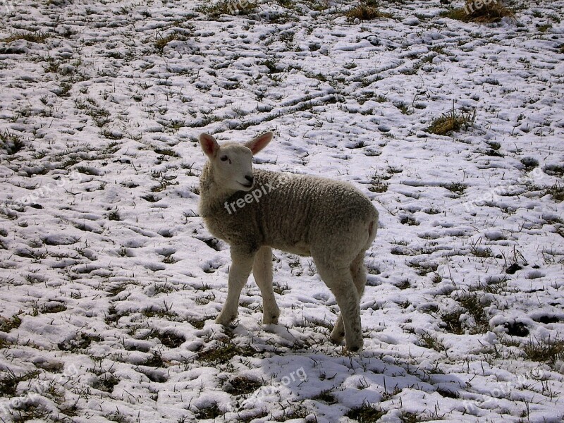 Winter Lamb Schäfchen Easter Free Photos