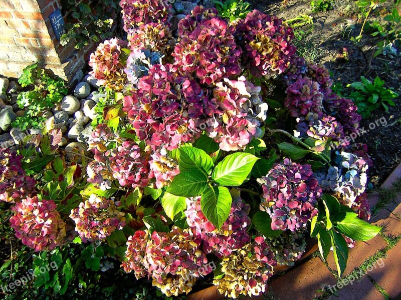 Flowers Garden Hydrangeas Nature Free Photos