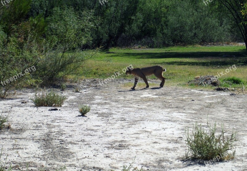 Big Bend Texas Landscape Bobcat Feline