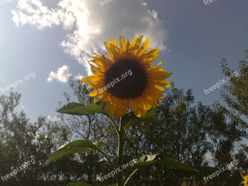 Sunflower Alone Nature Free Photos